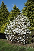 MAGNOLIA STELLATA