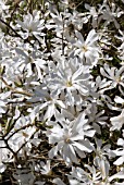 MAGNOLIA STELLATA