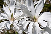 MAGNOLIA STELLATA