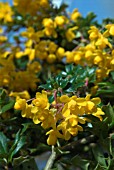 BERBERIS DARWINII COMPACTA