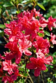 AZALEA JAPONICA HINO CRIMSON