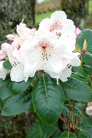 RHODODENDRON_DR_REIGER