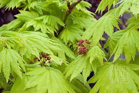 ACER_SHIRASAWANUM_AUREUM