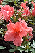 AZALEA JAPONICA FIREGLOW