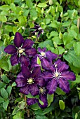 CLEMATIS THE VAGABOND