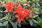 AZALEA JAPONICA HOTSHOT VARIEGATA