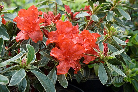 AZALEA_JAPONICA_HOTSHOT_VARIEGATA