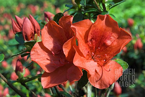 AZALEA_JAPONICA_SANTA_MARIA