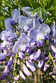 WISTERIA SINENSIS PROLIFIC