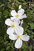 CLEMATIS MONTANA GRANDIFLORA
