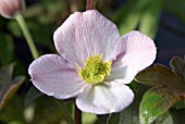 CLEMATIS CHRYSOCOMA