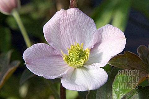 CLEMATIS_CHRYSOCOMA