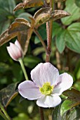 CLEMATIS CHRYSOCOMA