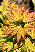 ACER PALMATUM ORANGE DREAM