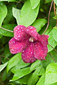 CLEMATIS ROUGE CARDINAL