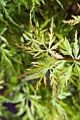 ACER PALMATUM SEIRYU