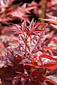 ACER PALMATUM SHIN DESHOJO