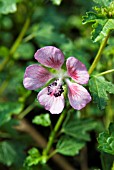 ANISODONTEA CARPENSIS