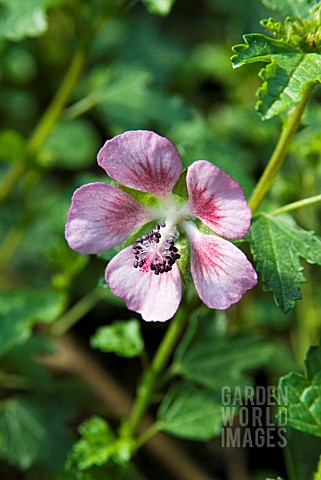 ANISODONTEA_CARPENSIS