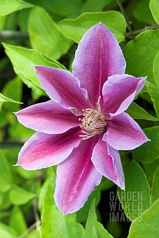 CLEMATIS_BEES_JUBILEE