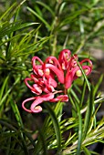 GREVILLEA ROSMARINIFOLIA WITH FLOWERS OPENING