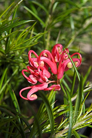 GREVILLEA_ROSMARINIFOLIA_WITH_FLOWERS_OPENING