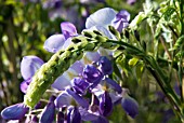 WISTERIA SINENSIS PROLIFIC