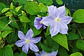 CLEMATIS BLUE EYES