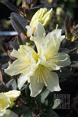 RHODODENDRON_PATTY_BEE