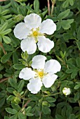 POTENTILLA DAVURICA ABBOTSWOOD