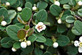 COTONEASTER QUEEN OF CARPETS