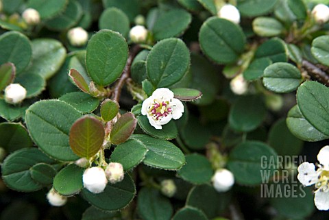 COTONEASTER_QUEEN_OF_CARPETS