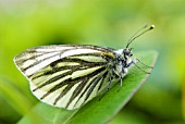 GREEN VEINED WHITE BUTTERFLY (ARTOGEIA NAPI) ON LONICERA TELLMANIANA