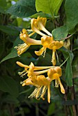 LONICERA TELLMANIANA