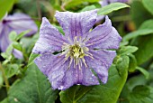 CLEMATIS PRINCE CHARLES