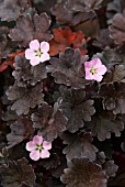 GERANIUM CHOCOLATE CANDY