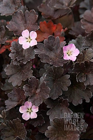 GERANIUM_CHOCOLATE_CANDY