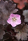 GERANIUM CHOCOLATE CANDY