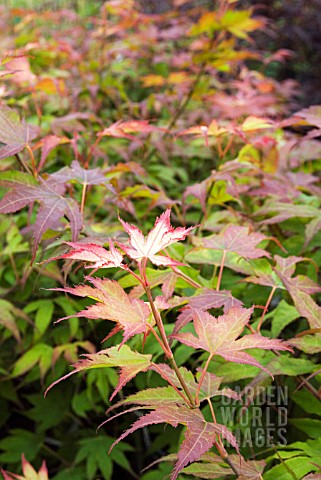 ACER_PALMATUM_TSUMAGAKI