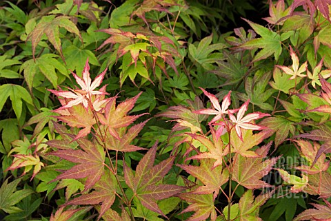 ACER_PALMATUM_TSUMAGAKI