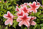 AZALEA JAPONICA SURPRISE