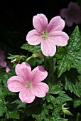 GERANIUM OXONIANUM WARGRAVE PINK