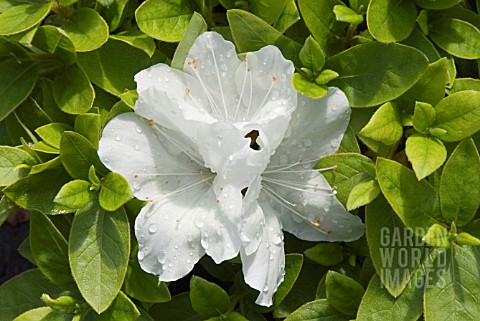 AZALEA_JAPONICA_ROSE_GREELEY