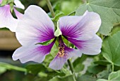 LAVATERA MARITIMA (BICOLOR)