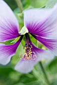 LAVATERA MARITIMA (BICOLOR)