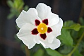 CISTUS SNOW FIRE