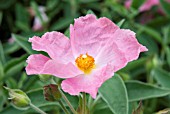 CISTUS SILVER PINK