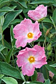 CISTUS SILVER PINK