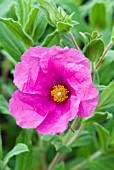 CISTUS SUNSET