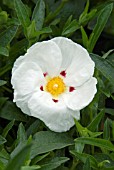 CISTUS DECUMBENS